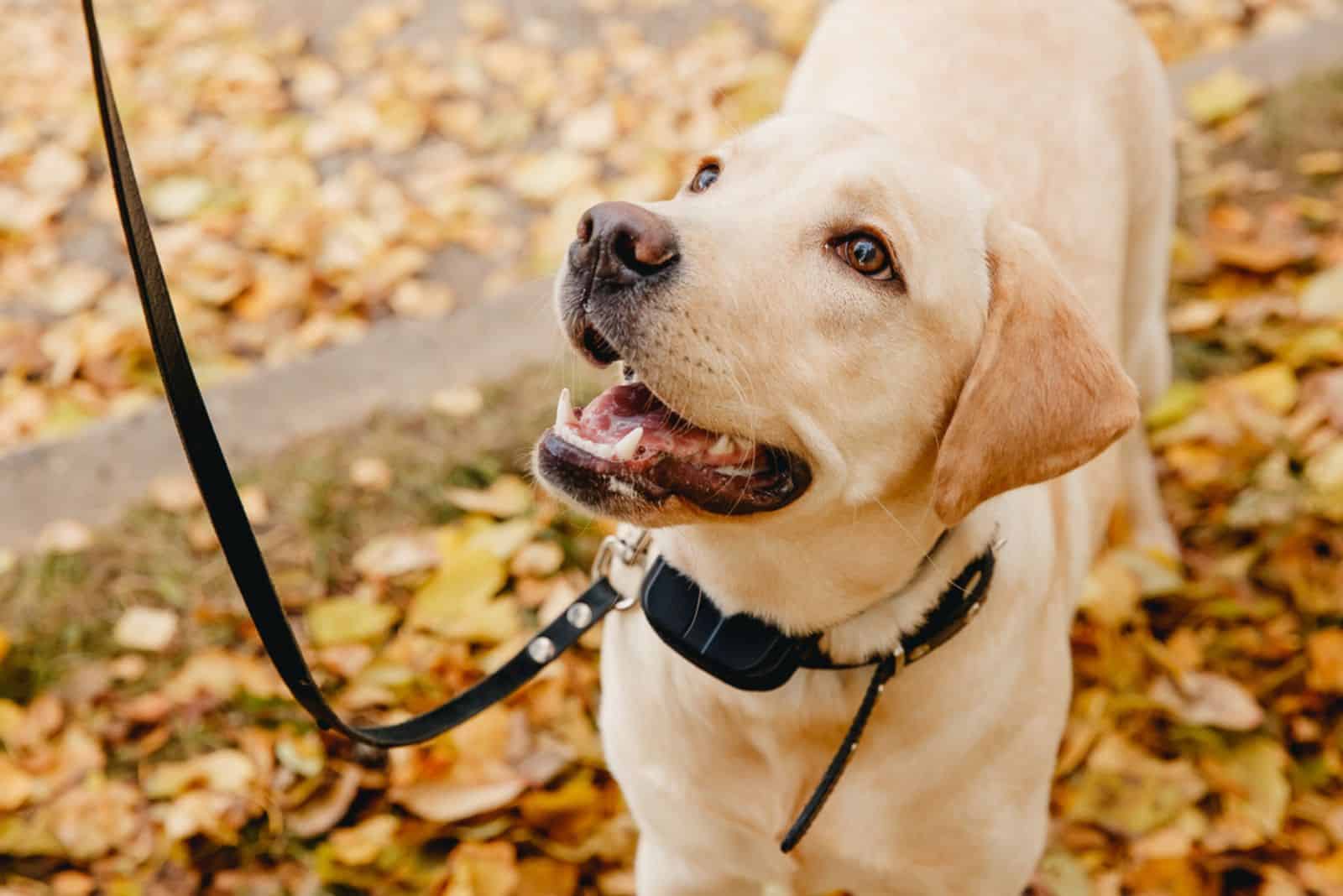 Dog with Electric shock collar on outdoor.