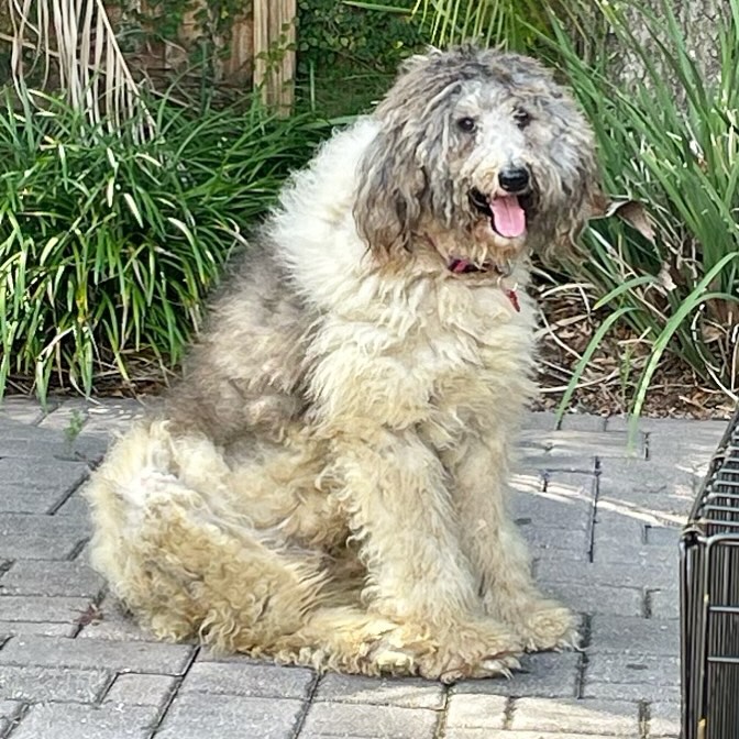 dog with extremly long fur