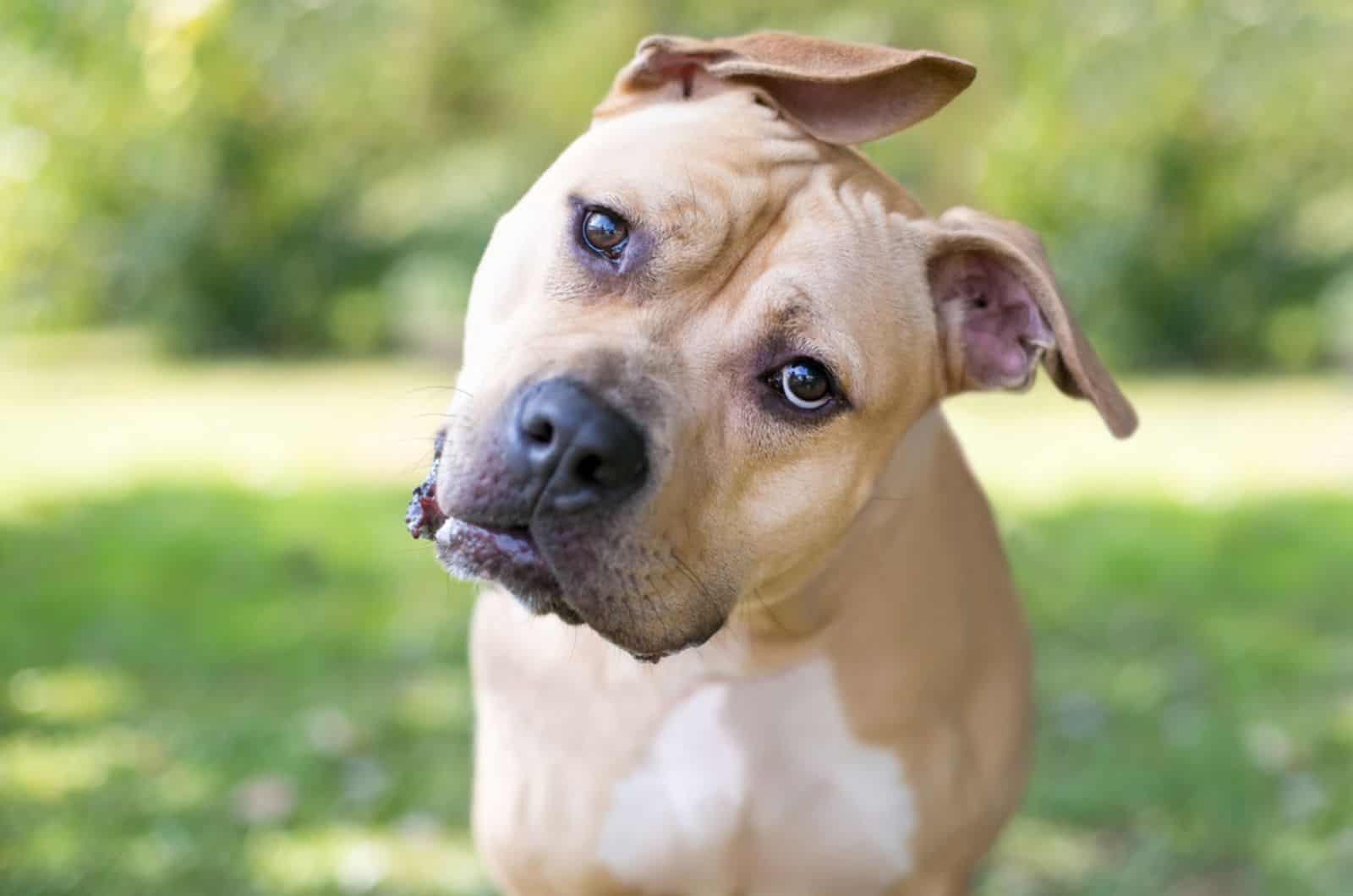 dog with floppy ears listening with a head tilt