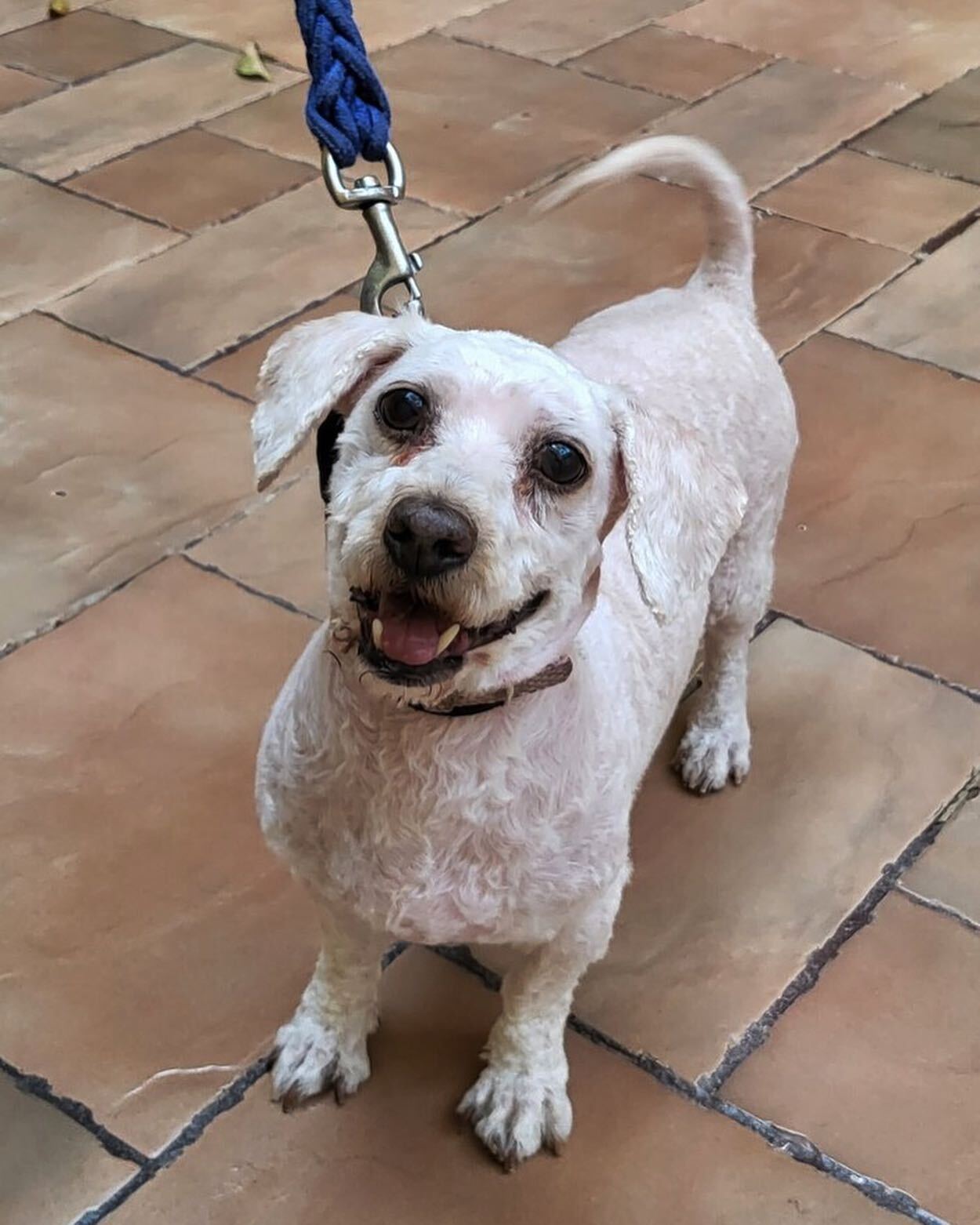 dog-with-fresh-haircut