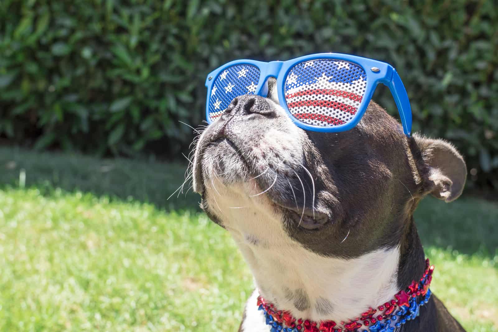 dog with glasses outside