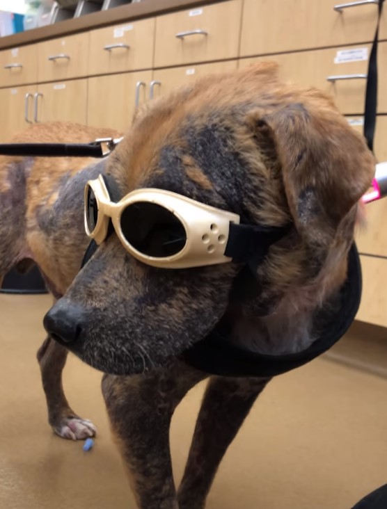 dog with glasses