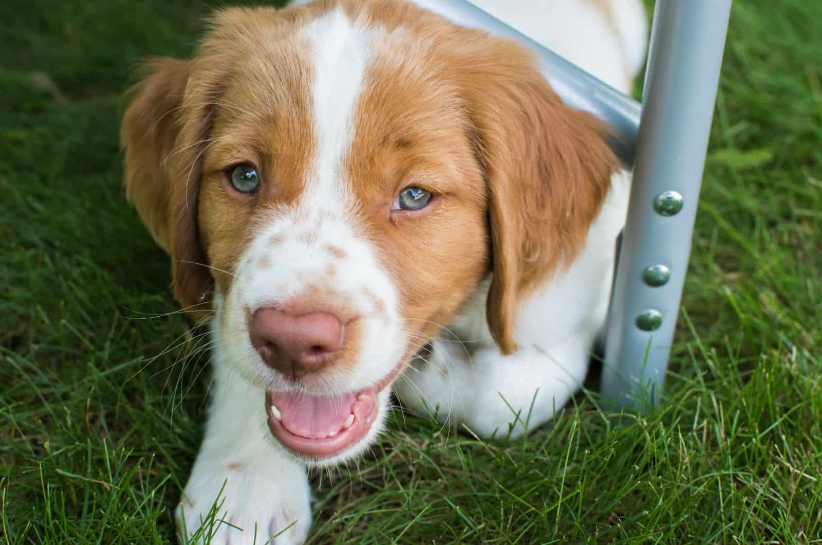 dog with green eyes