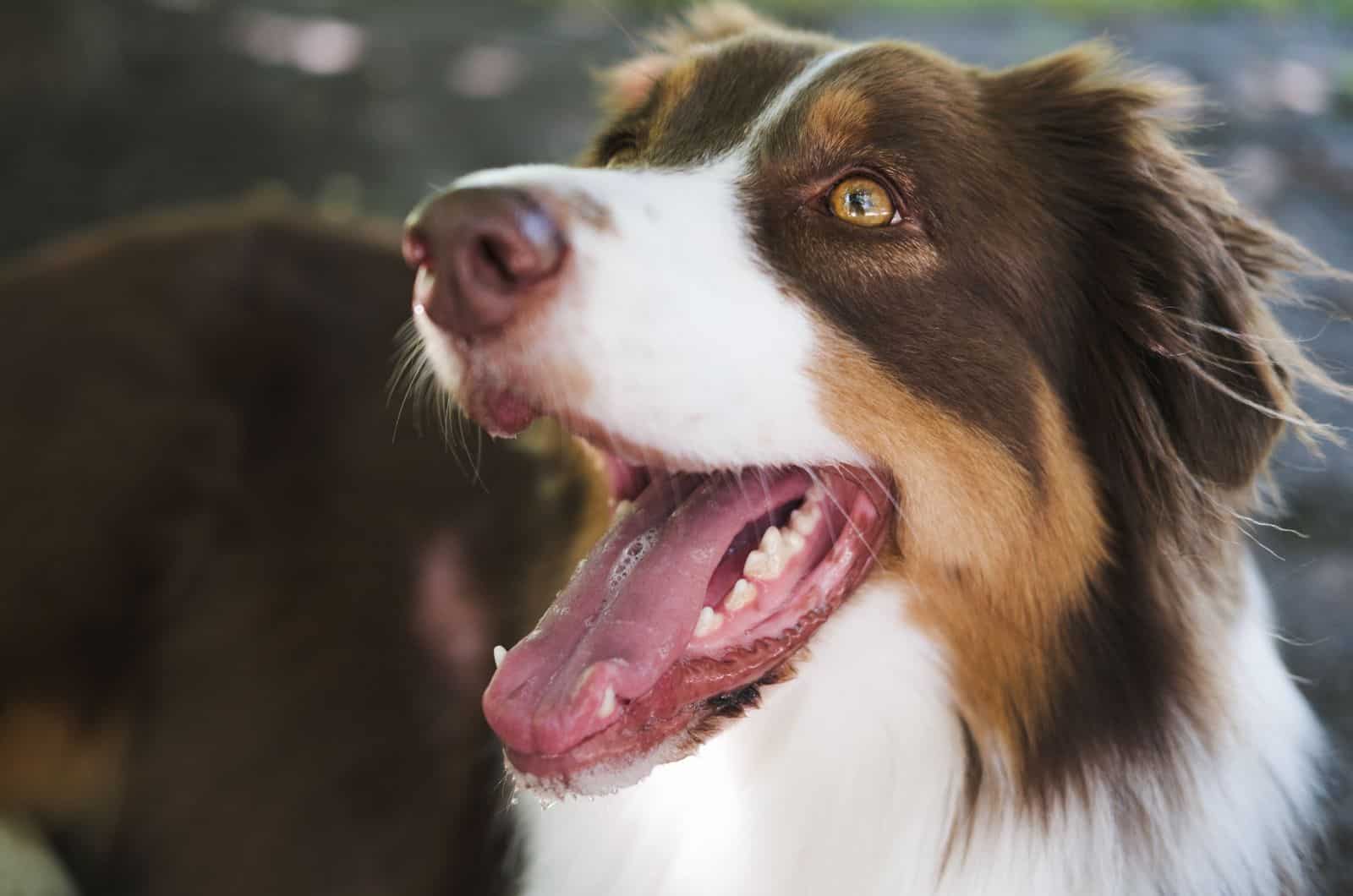 dog with hazel eyes