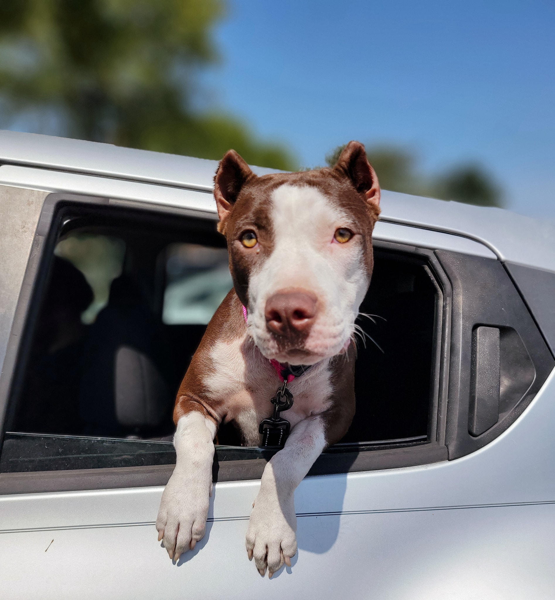 dog with head trough window