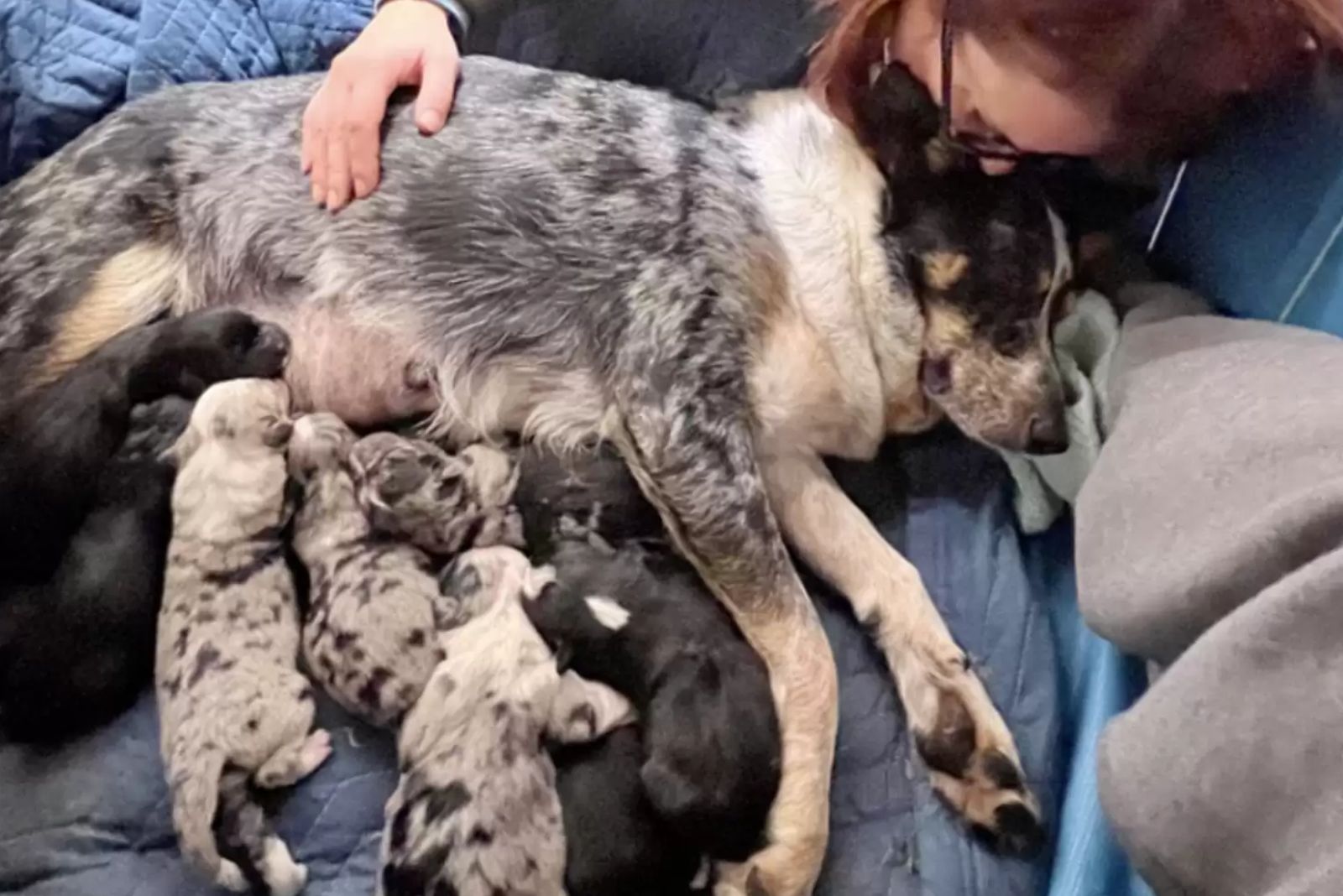 dog with her newborn puppies