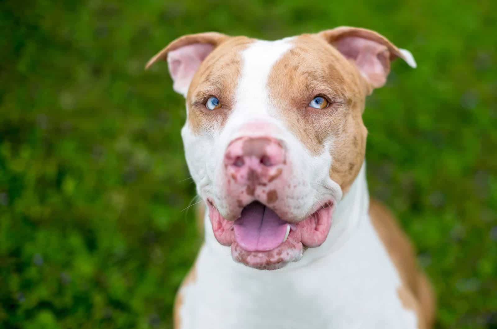 dog with Heterochromia