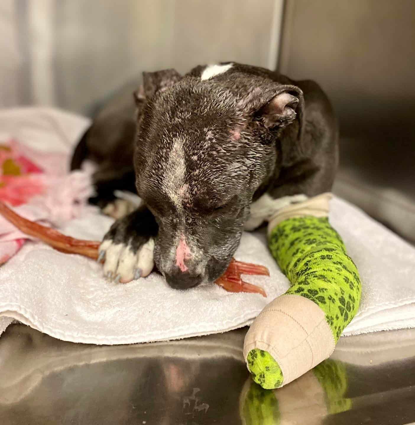 dog with his arm injured