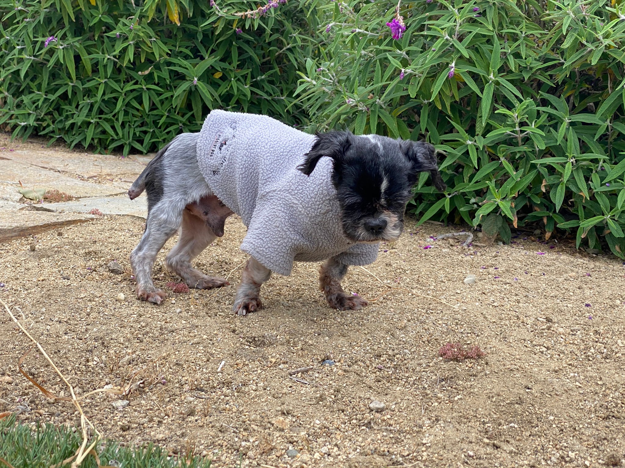 dog with his new clothes