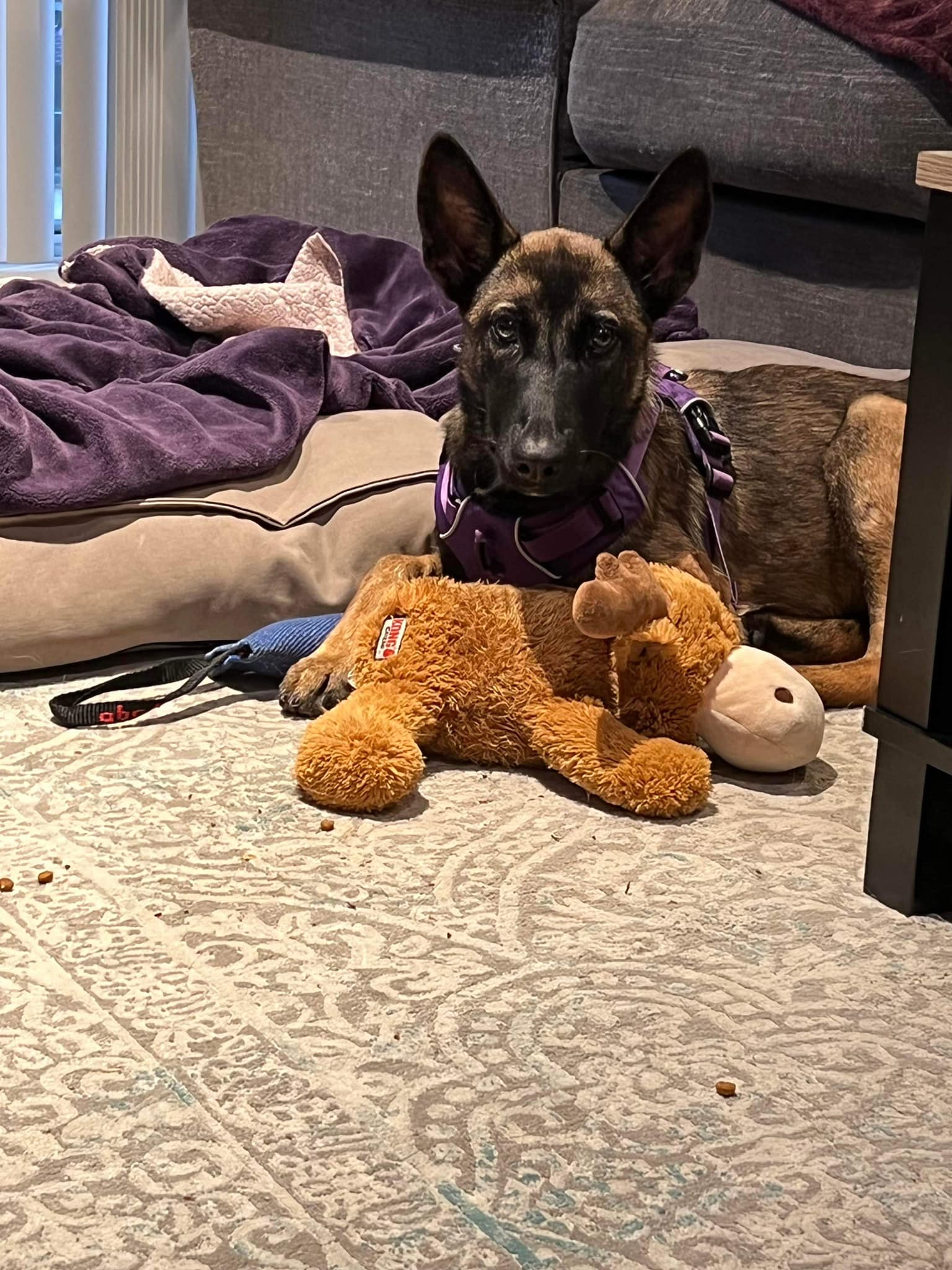 dog with his toy on the floor