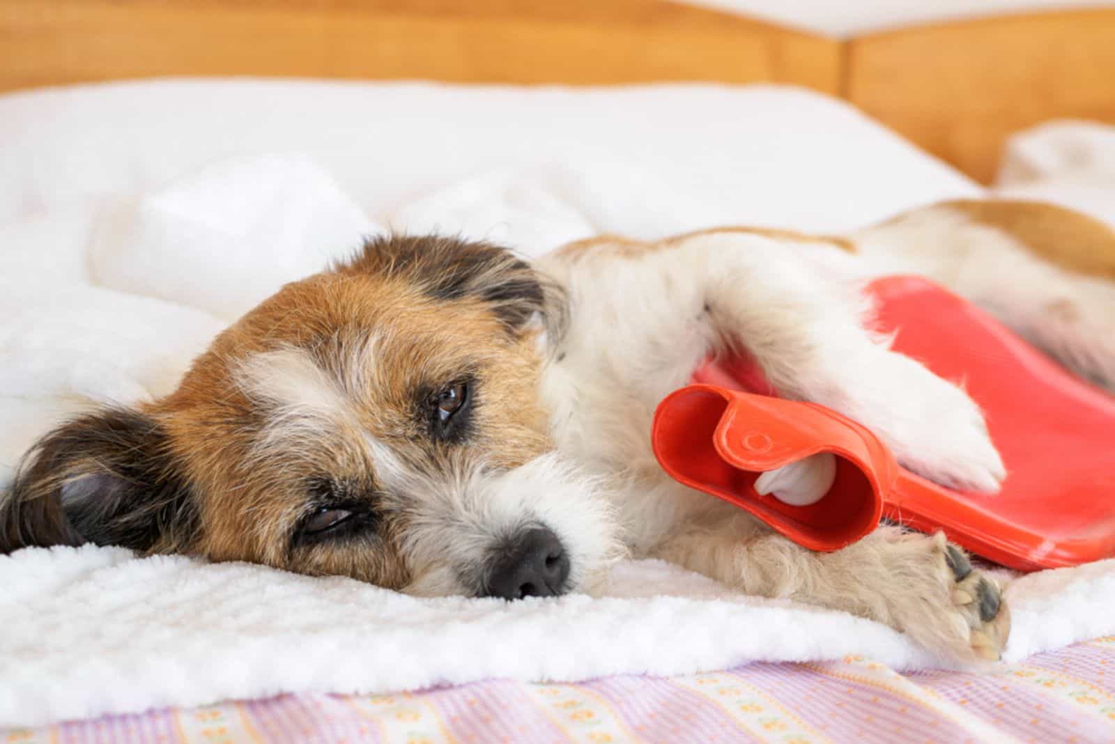 Dog with hot water bottle