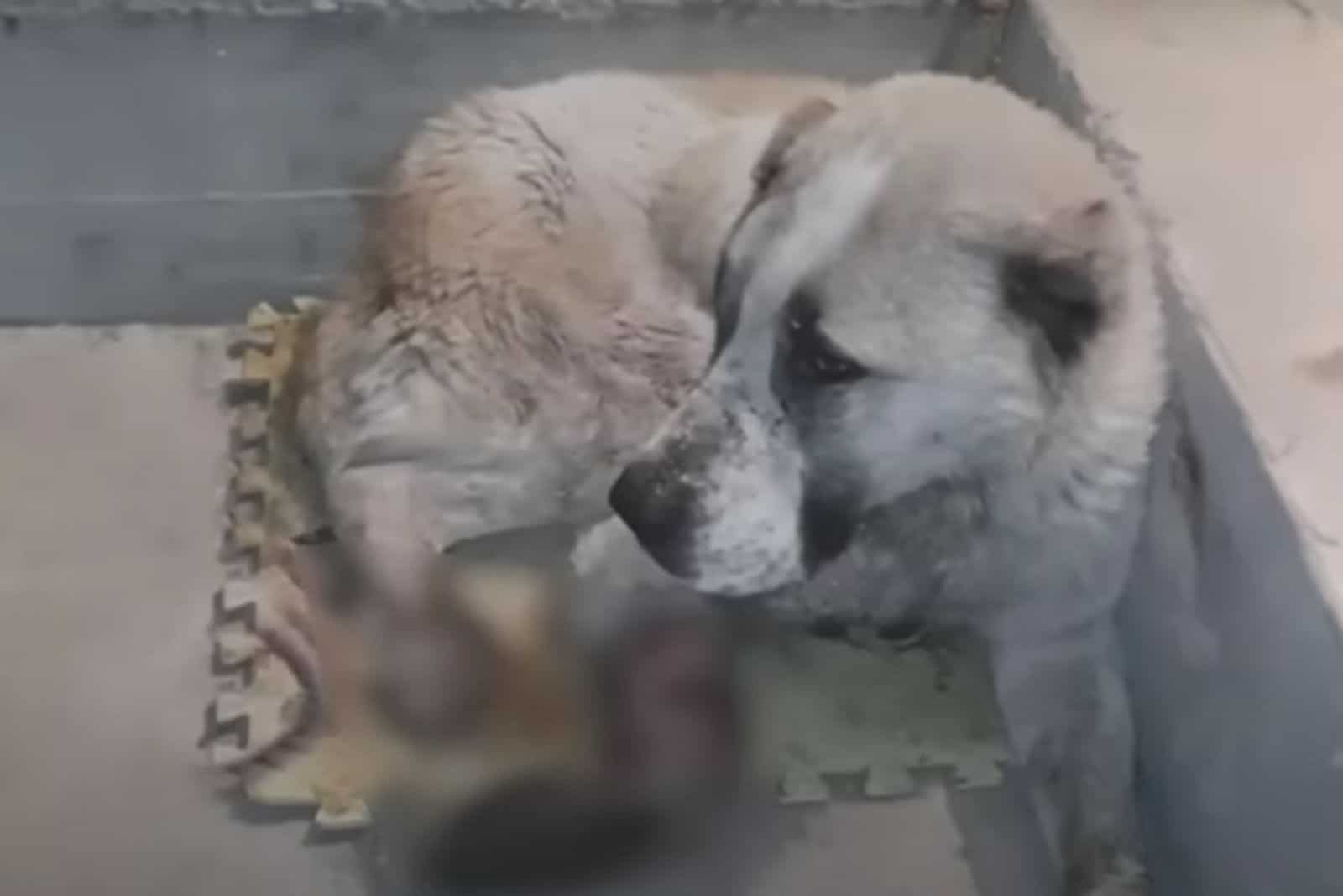 dog with hurt leg lying on the street