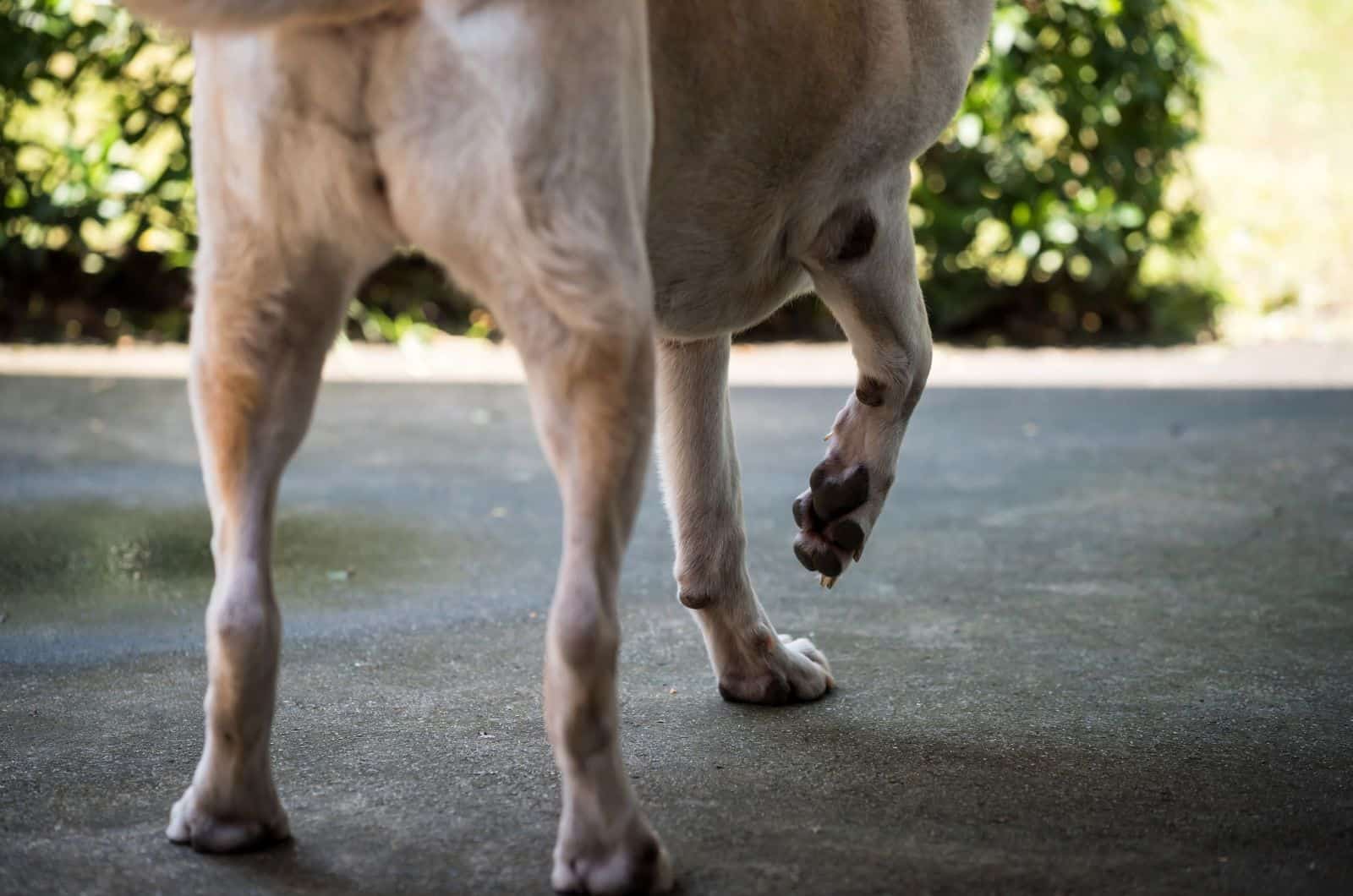 dog with hurt leg standing outside