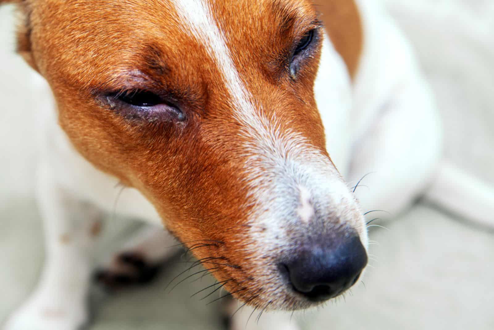 dog with irritated red eyes suffering from allergy