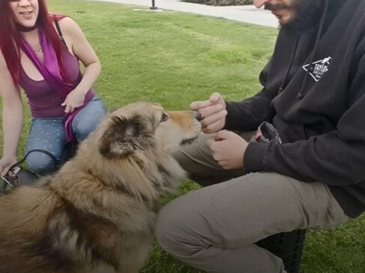 dog with its owners