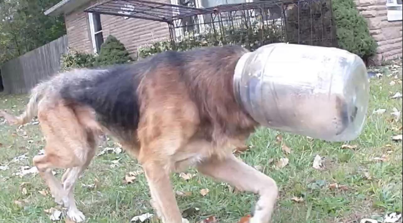 dog with jar on his head