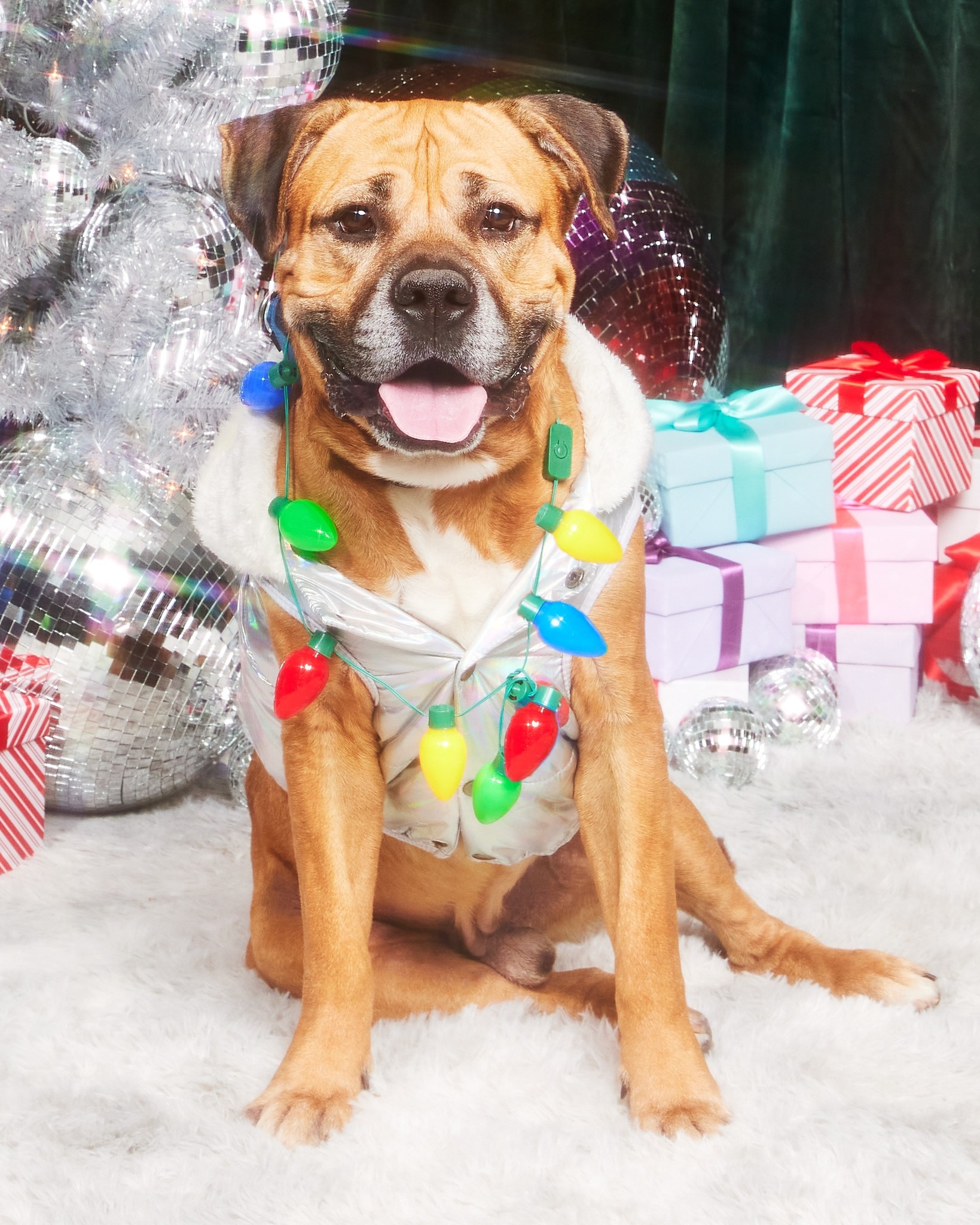 Dog with colorful lights