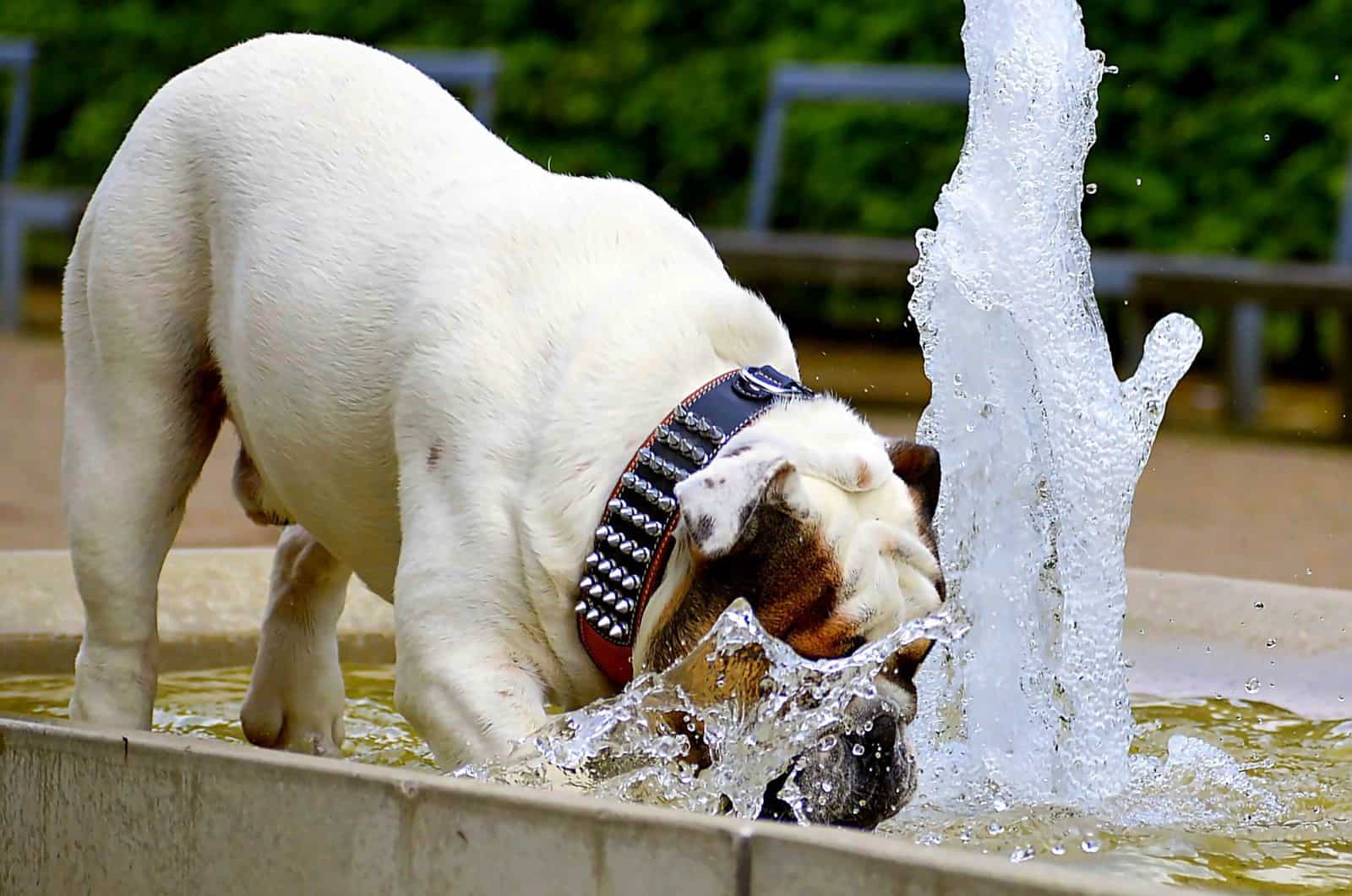 Dog with leather collar drinking water