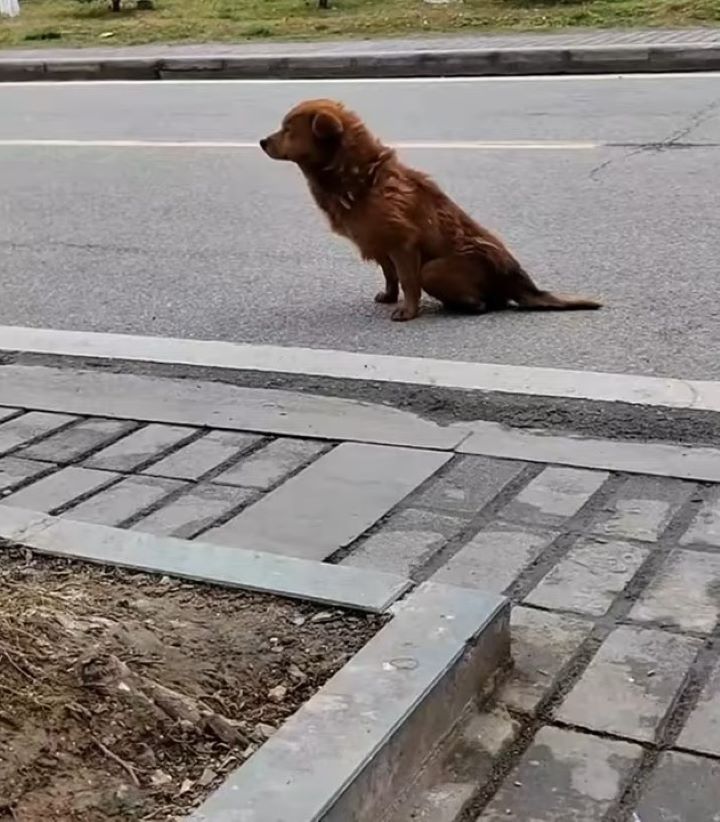 dog with legs paralyzed