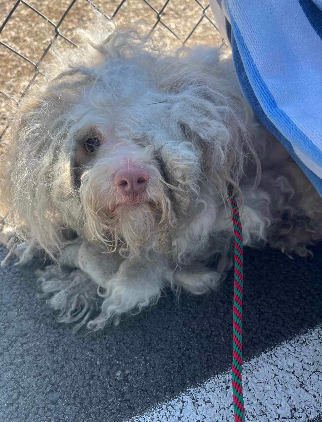 dog with long fur on a leash