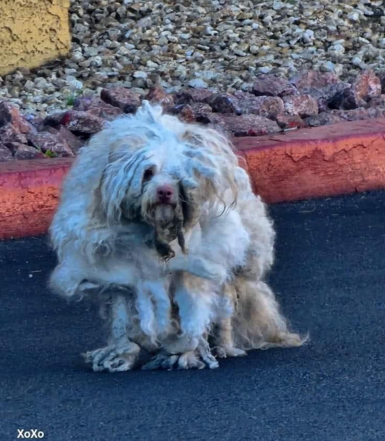 dog with long fur