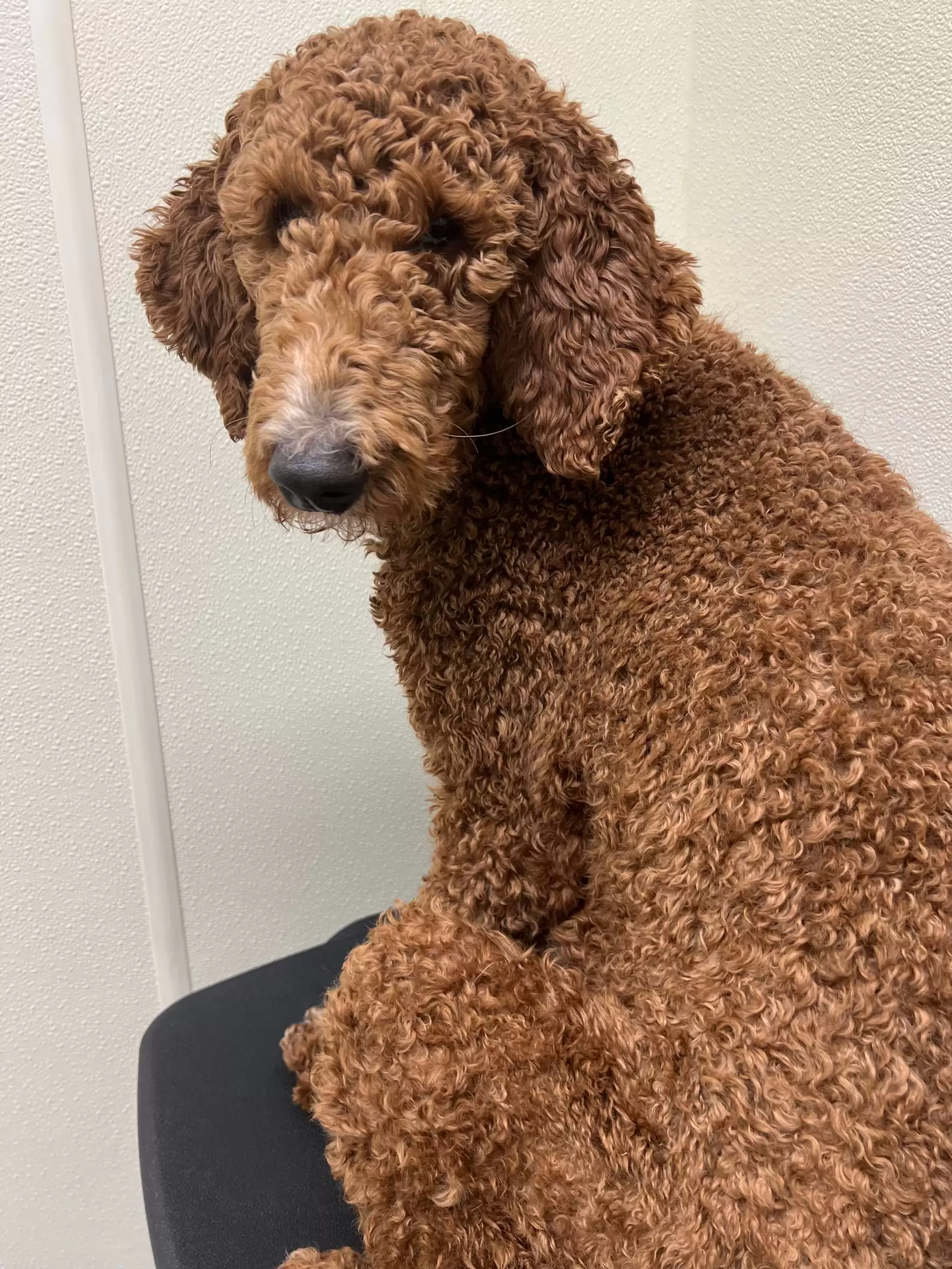 dog with long fur