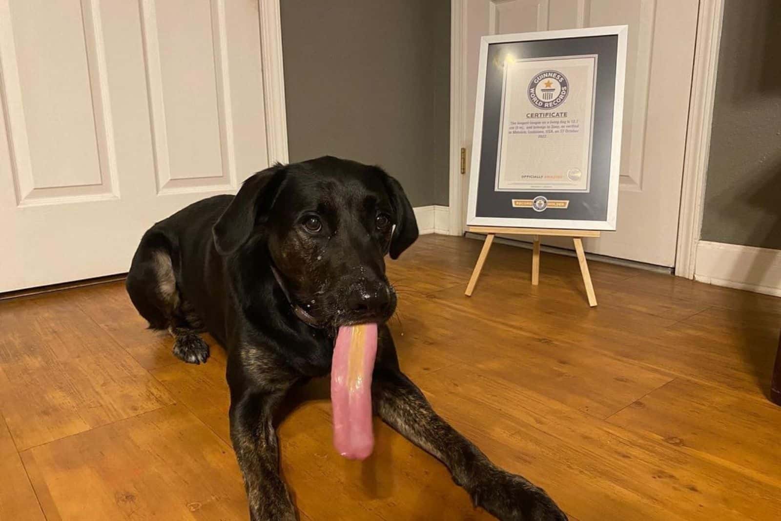dog with longest tongue lying on the floor