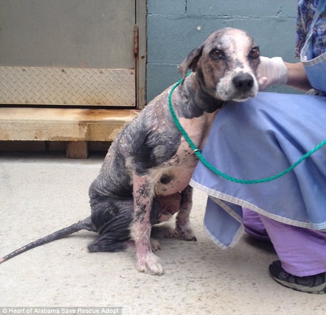 dog recovering from mange