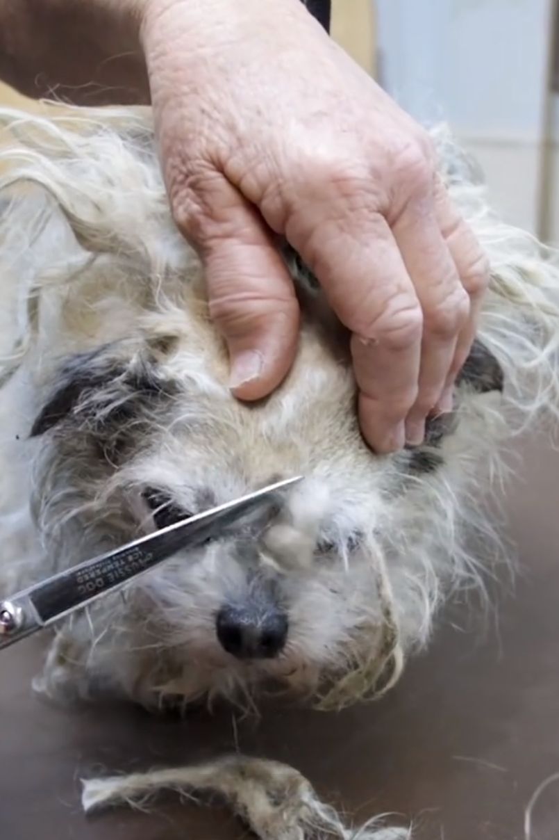 dog with new haircut