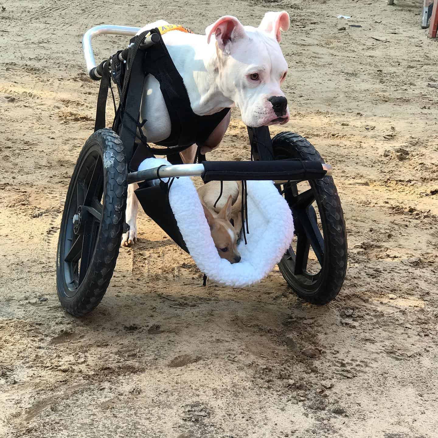 dog with no front legs in his wheelchair