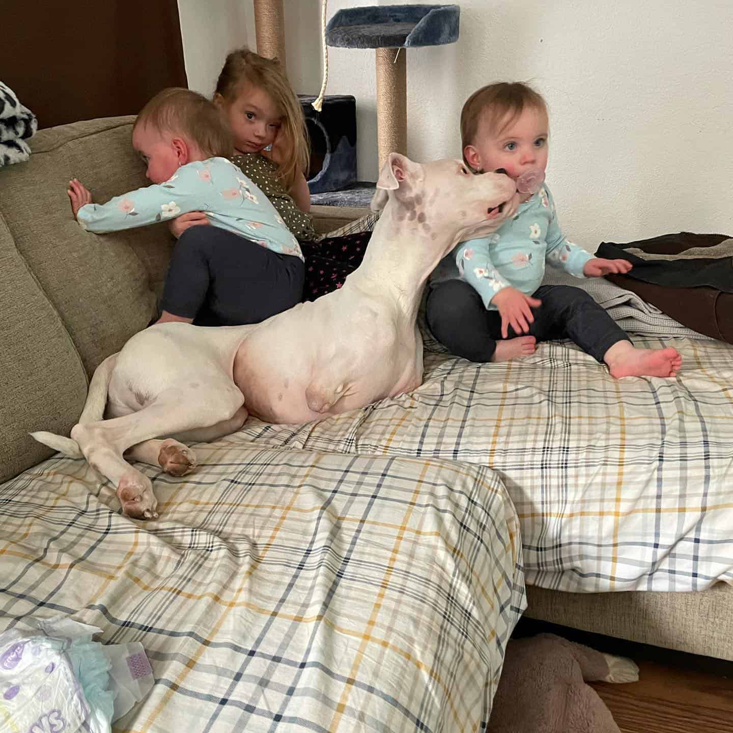 dog with no front legs with little hooman buddies