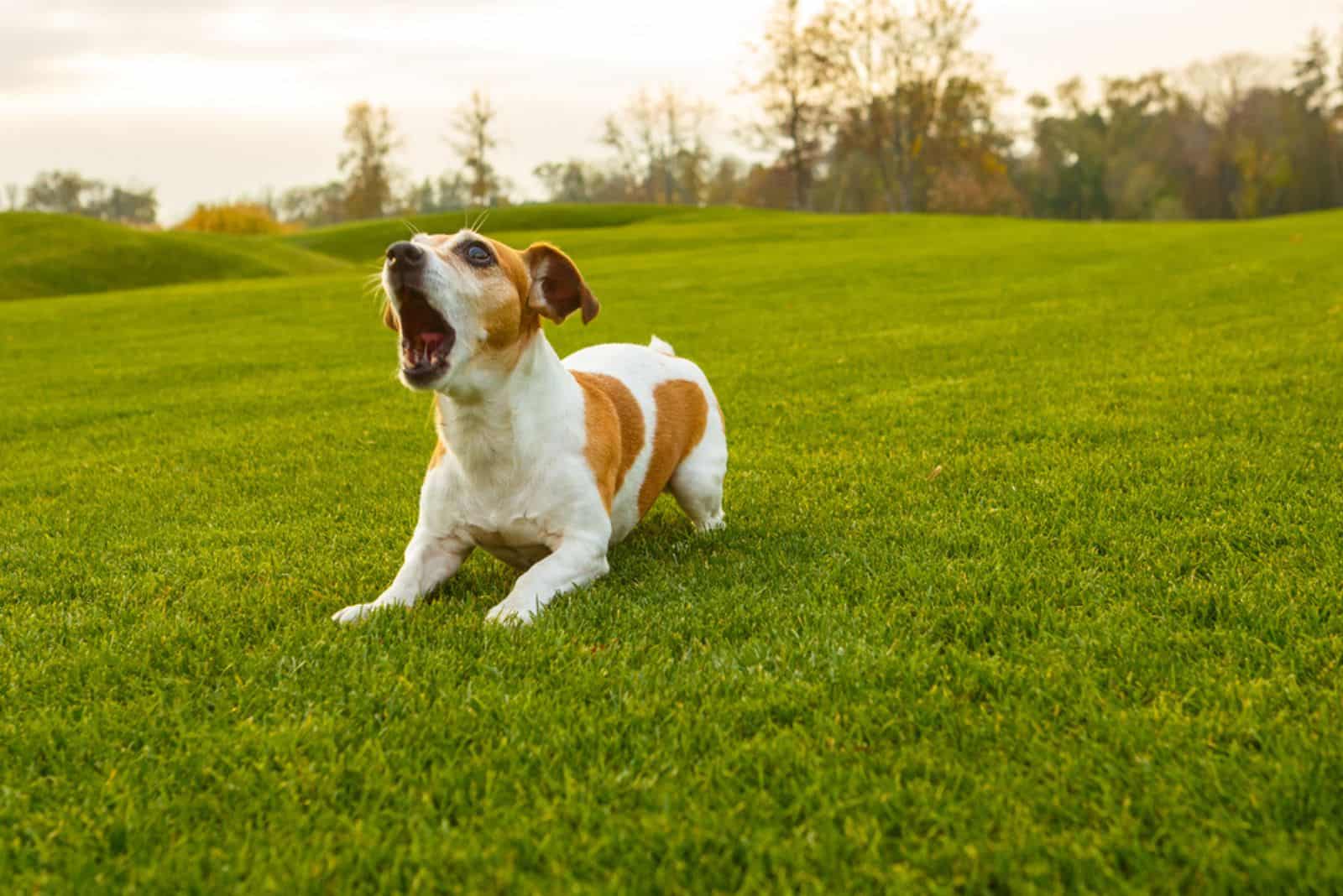 Dog with opened mouth