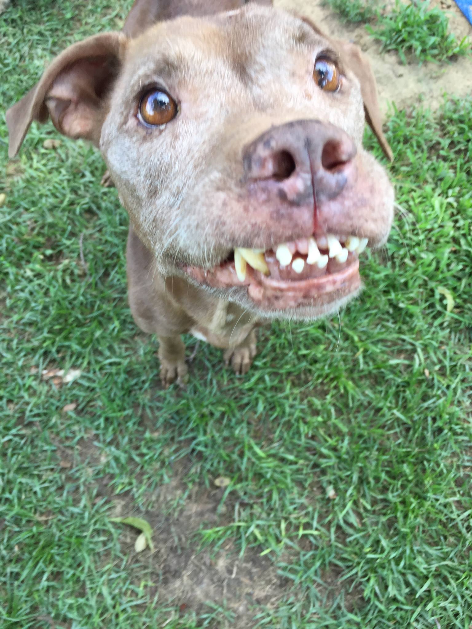 Dog with outstanding smile