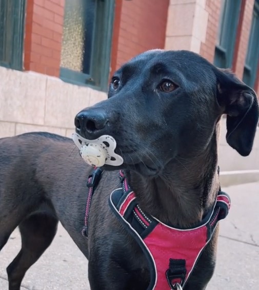 dog with pacifier in mouth