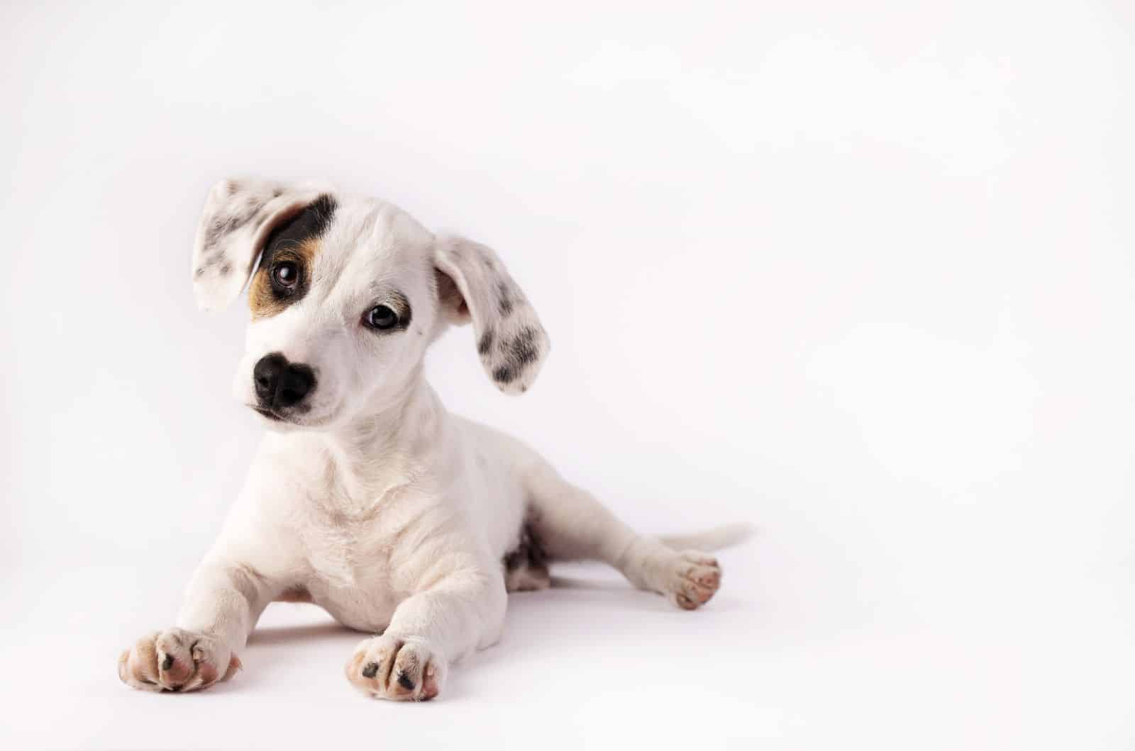 dog with pink paws