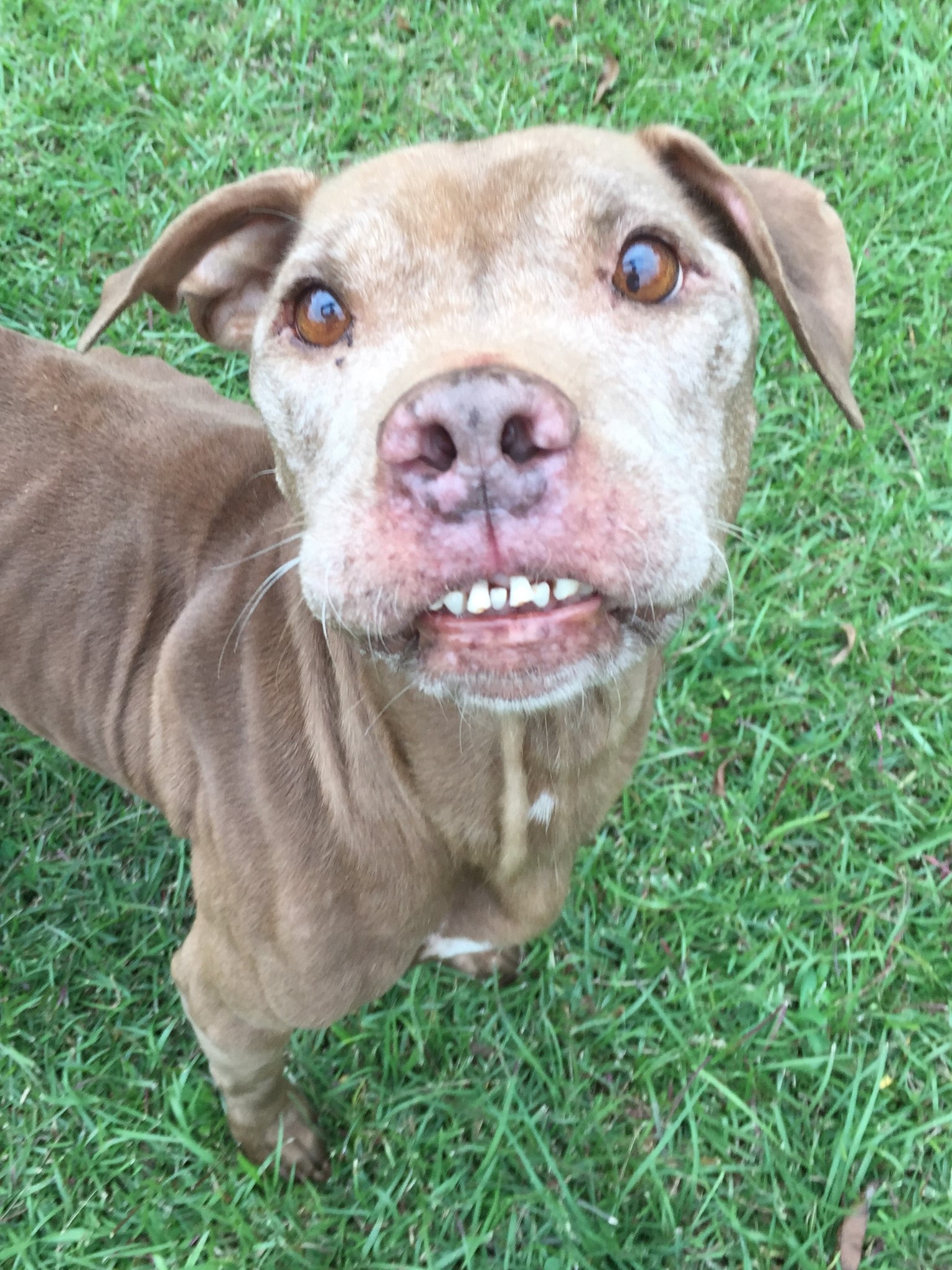 dog with pretty smile