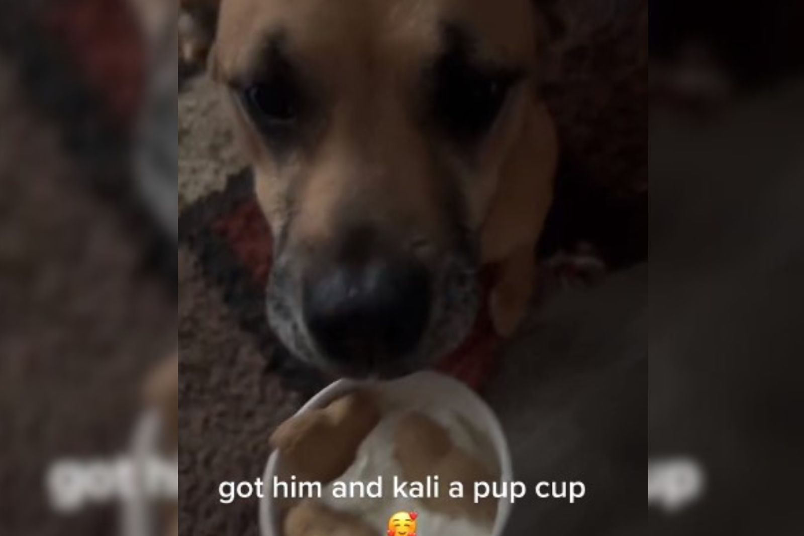 dog with pup cup and kali