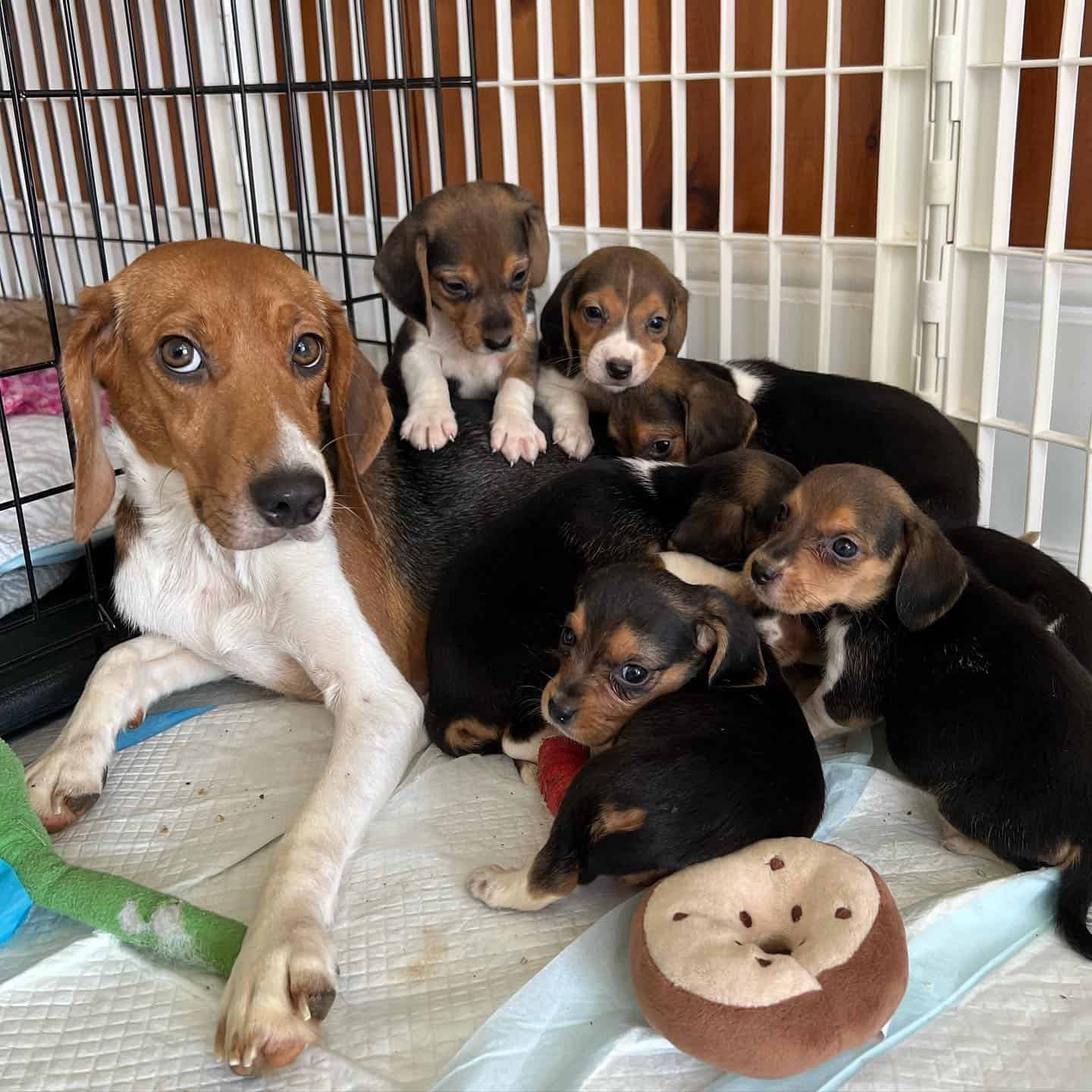 Beagle mom and her seven puppies