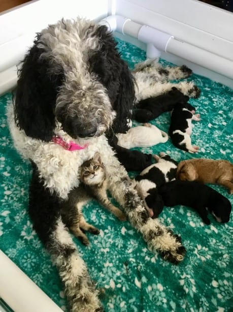 Dog with puppies and kitten