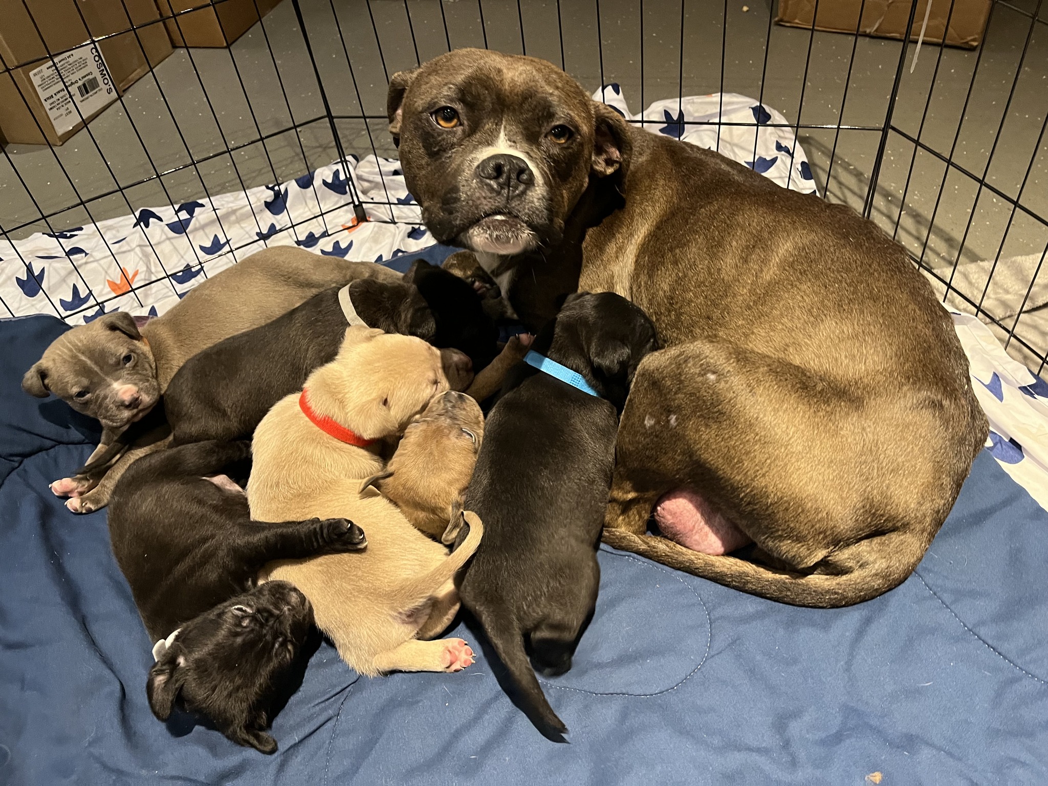 dog with puppies in cave