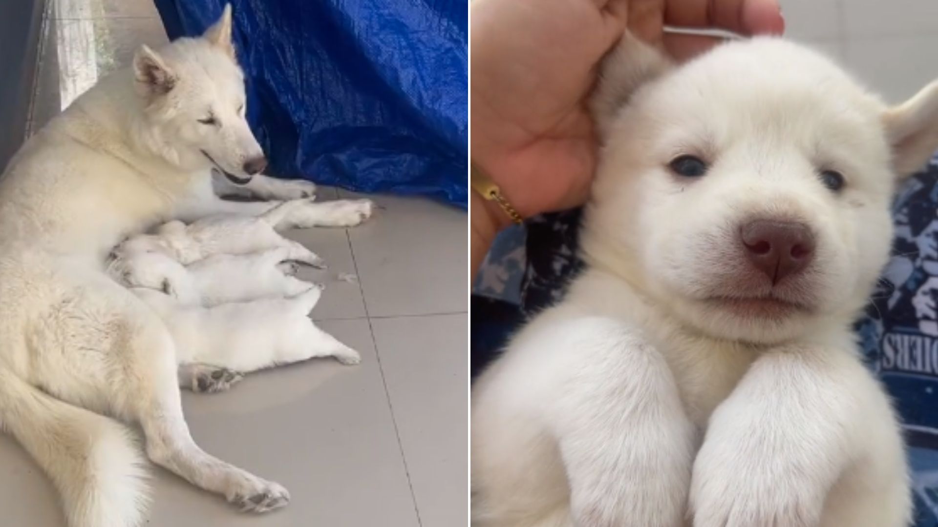 dog with puppies on floor