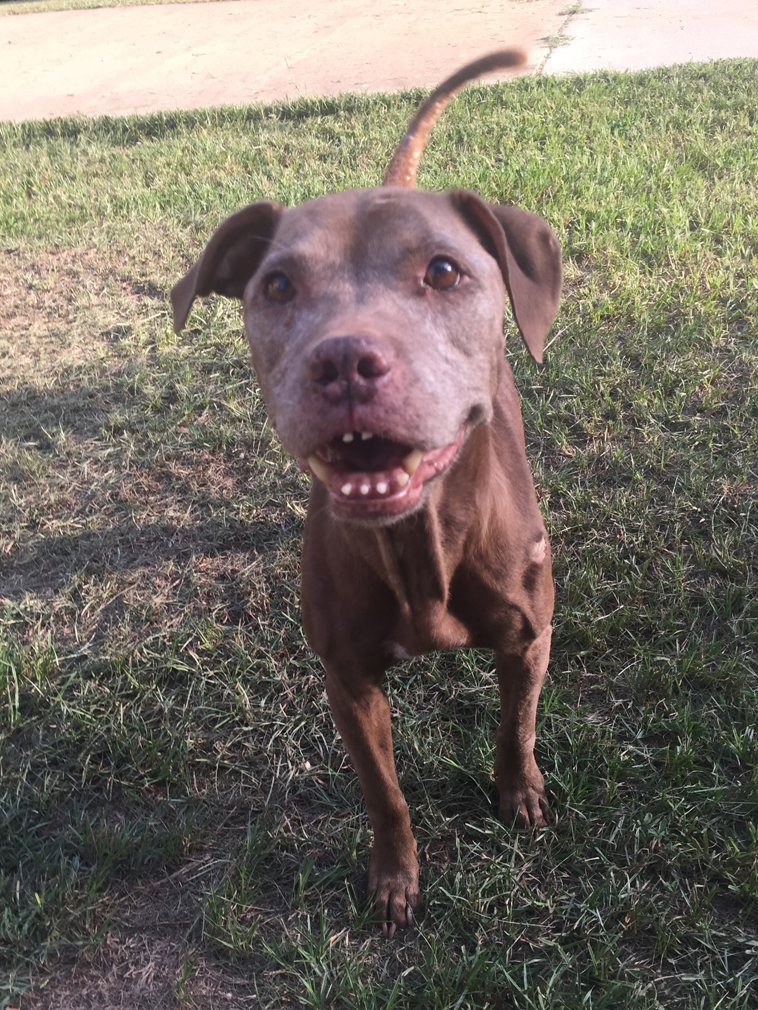 dog with quirkiest smile on grass