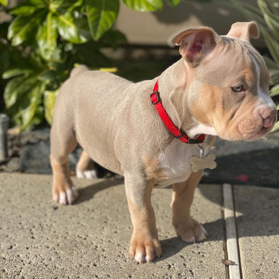 dog with red collar