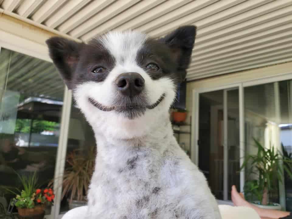 black and white dog smiling