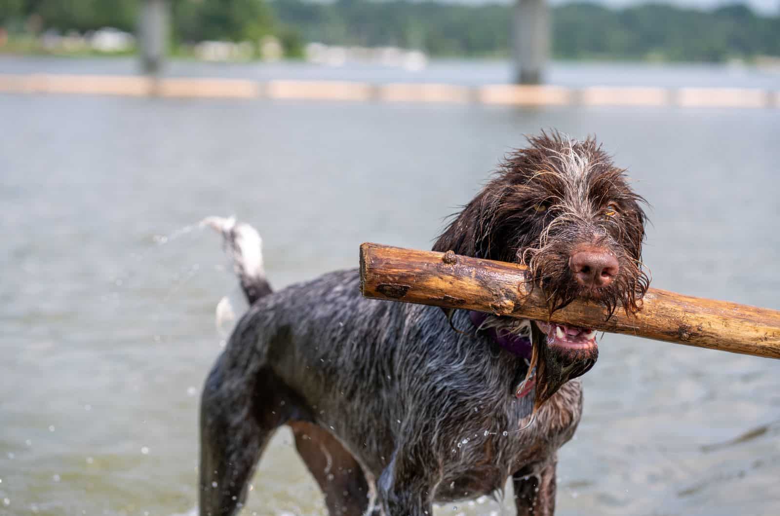 dog with stick looking at camera