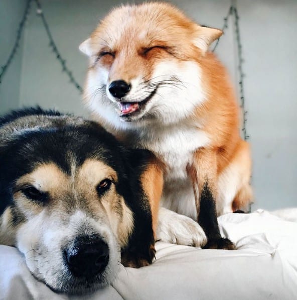 dog with the fox