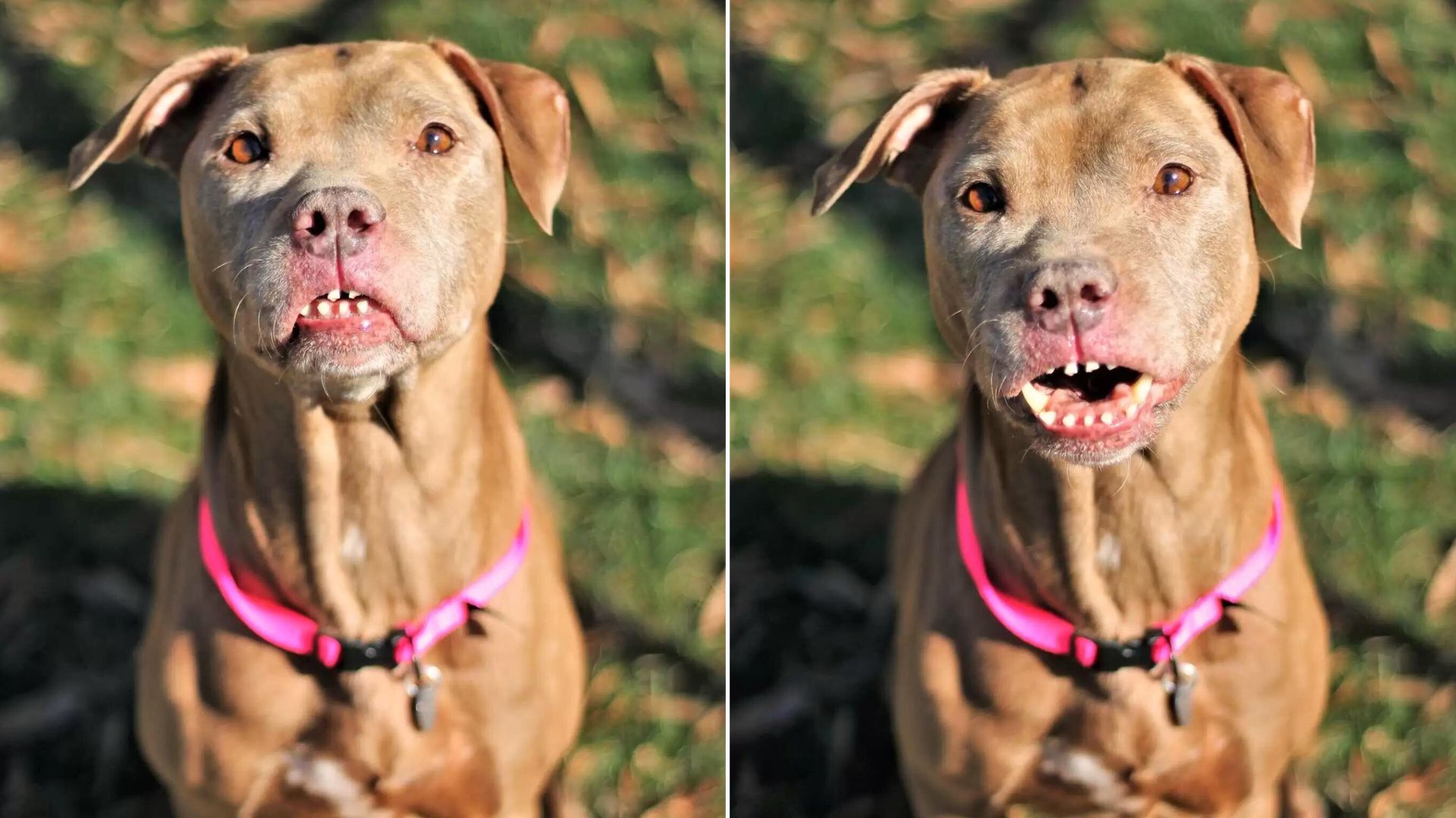 Dog With The Quirkiest Smile Was Blessed With A New Beginning