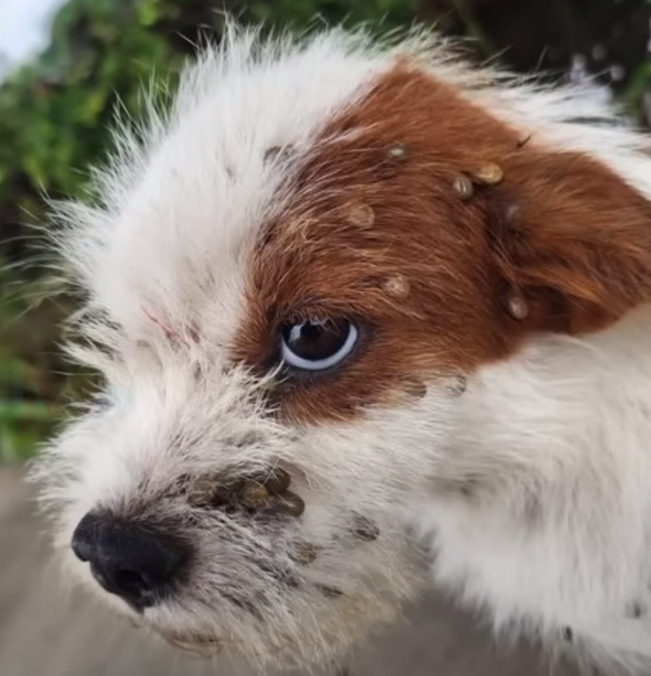 dog with ticks