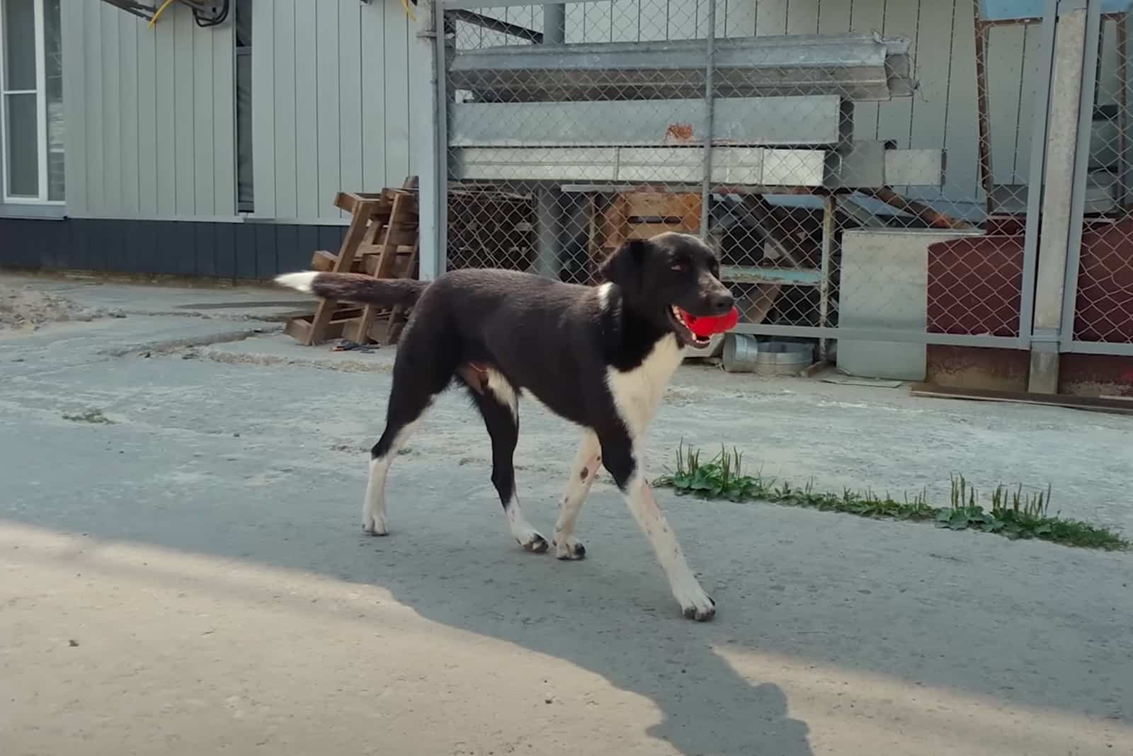 dog with toy walking on the street