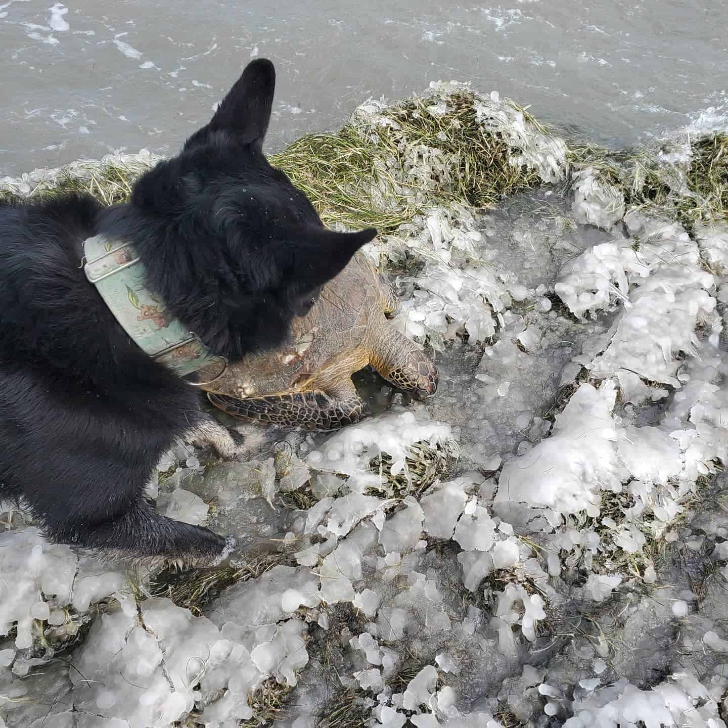 dog with turtle